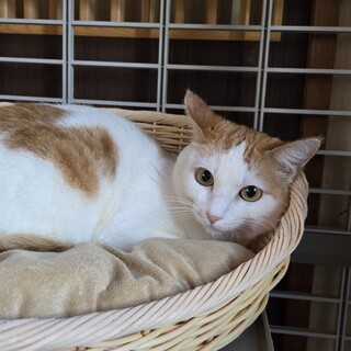 茶白5兄妹 小枝ちゃん