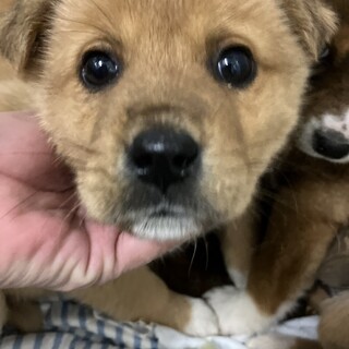 収容期限　3月10日朝9時迄（時間厳守）