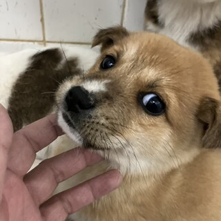 収容期限　3月10日朝9時迄（時間厳守）