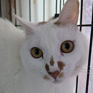 茶白5兄弟 アポロ君