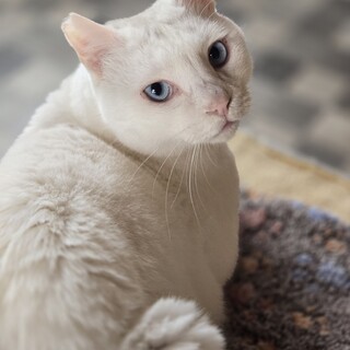 猫の休憩所☆セリ