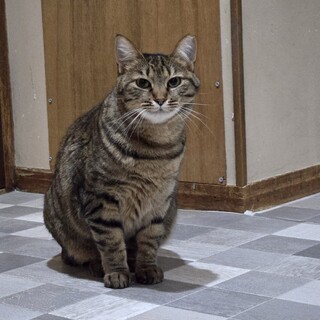 猫の休憩所☆なばな