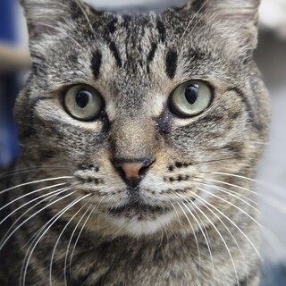 猫の休憩所☆はっかく