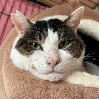 猫の休憩所☆うど