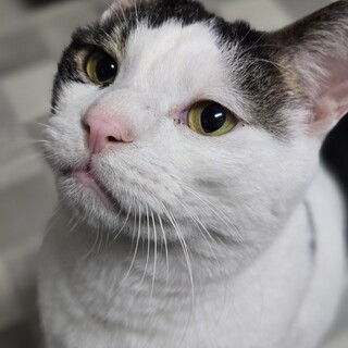 猫の休憩所☆フキ