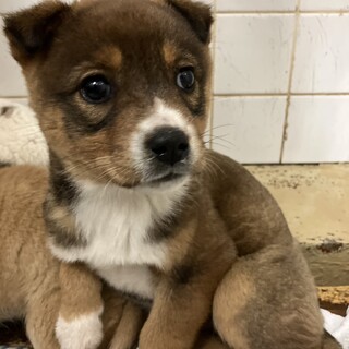 収容期限　3月10日朝9時迄（時間厳守）