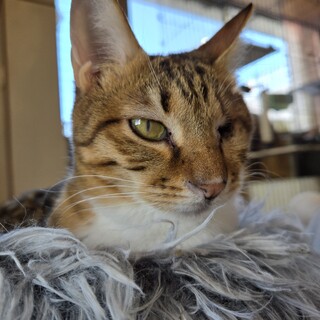 猫の休憩所☆グラッセ♀