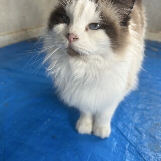 ラグドールの里親募集