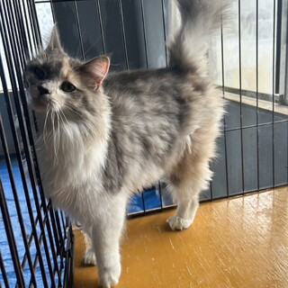 ノルウェージャン