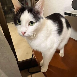 少し怖がりですが、慣れると甘えん坊のホップ君♪