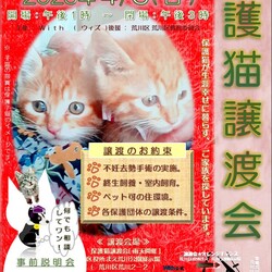 4/6(日)保護猫譲渡会2025春