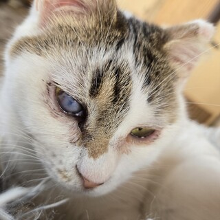 猫の休憩所☆シナモン♀