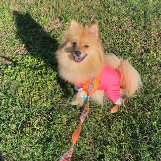  応募者多数のため終了 ポメラニアン×チワワ