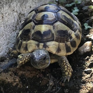 ヘルマンリクガメ　Ezraちゃん