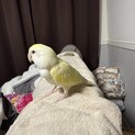 コザクラインコ　メス
