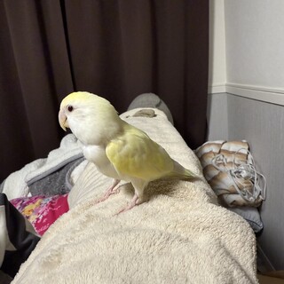 コザクラインコ　メス