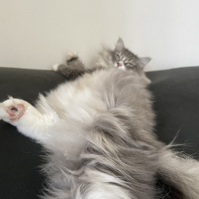 mao.12のカバー写真