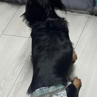 ミニチュアダックス女の子 他の写真はメッセージにて