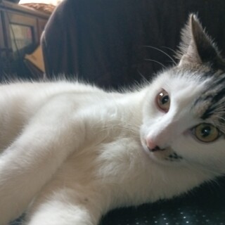 元気印の可愛いお顔の白キジ 男の子 7ヶ月