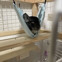 チンチラ、メス、1歳