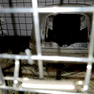 可愛いチンチラ男の子