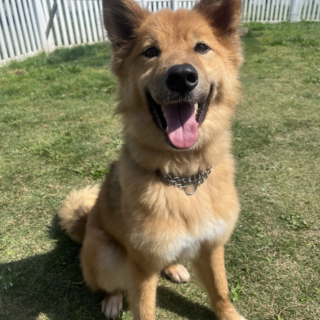 トレーニング済み『ラジオ』推定３歳