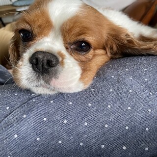 大人しくて利口な子です（女の子）