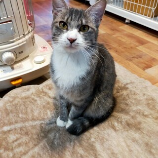 とにかくかわいい❤ぽっぽ