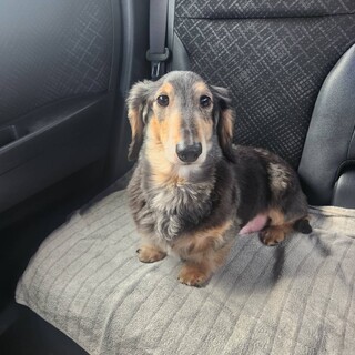 成犬わんこの里親急募！