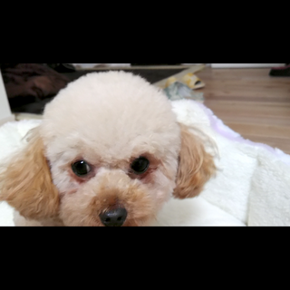 小さな女の子、