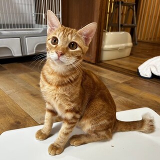 賢くて慎重派♡にこ