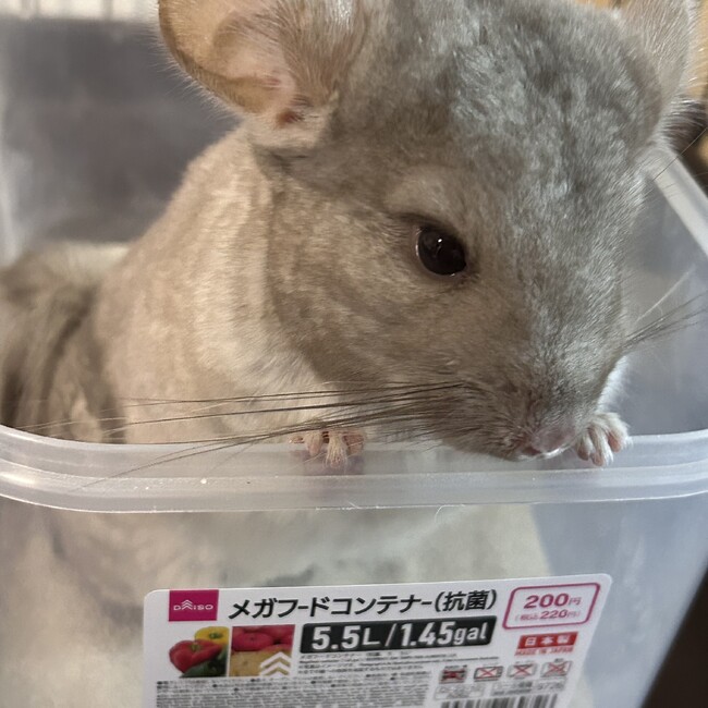 しみすのカバー写真