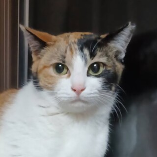 家族が見つかりました!ありがとうございました!