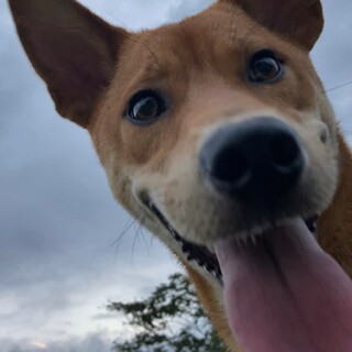 可愛くおとなしく人懐っこい柴犬似の雑種