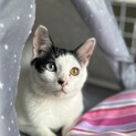 お喋り猫さん（面会予定）