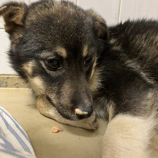 殺処分対象❗️収容期限3/11迄❗️延長なし