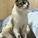 横隔膜ヘルニアの手術をしたシャムミックス