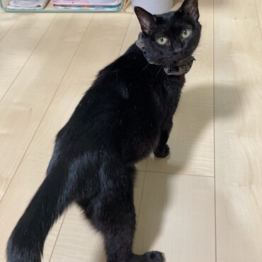 私はカギしっぽのもも。いろいろあったけど、元気です。最近、家族（ねこ）が入れ替わったの。そういえば、ヒトの子どももこんなに大きかったかしら？同じような毎日も、気がついたら変わっているものなのね。（もも談）