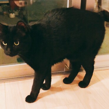 当時、里親募集中だったショートくん。ロングくんと兄弟だったけど、性格は対照的だったなぁ。ロングくんとは別々の里親さんに貰われたけど、元気にしてくれているといいな。