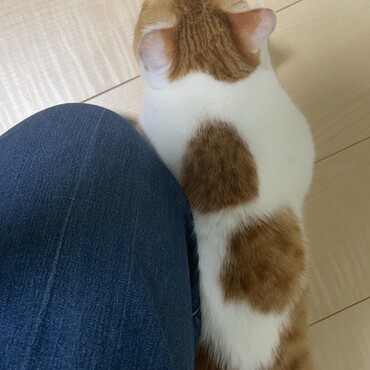 愛猫りんごが崩御し、我が家は世代交代をしようとしています。いよいよ先住猫となったカギ猫もも。我が家の猫史が、また１ページ（銀河英雄伝説風に）。まだトライアル中なので、顔出しNG。