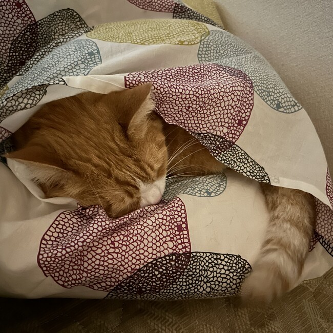 りさるんらのカバー写真