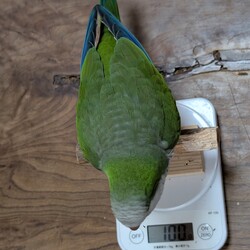 「体重測定」サムネイル2