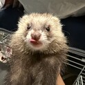 フェレット 女の子