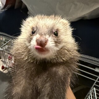 琥珀様ご確認用　だっこして！フェレット 琥珀様ご確認用 だっこして！フェレット 【公式通販】