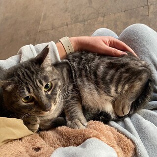 4.20 福島県飯坂譲渡会　グレーキジ　女の子