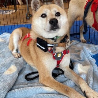 柴犬風の【プリエール】くん