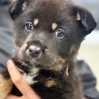 25-M36 可愛い赤ちゃんワンコ