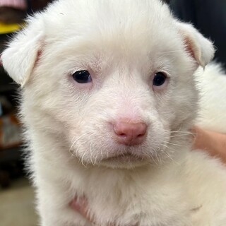 25-M43　ヨチヨチ赤ちゃんです！！