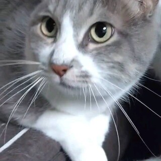 ご高齢の方向け。飼い主入院による再出発グレー白7歳