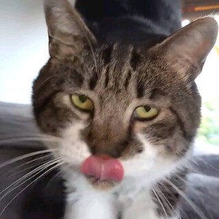 ご高齢の方向け。飼い主 入院。超甘えん坊サバ君